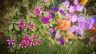 Le jardin Dior