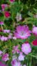 Le jardin Dior